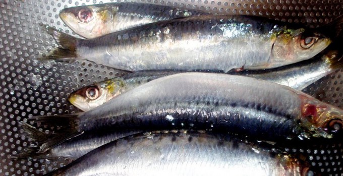 Sardinas